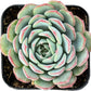 Sprout N Green Echeveria Minima, 1 Live Mini Succulent Plant Fully Rooted in 2 inch Starter Pot, Real House Plant for Indoor Outdoor Home Office Wedding Decoration Party Favor
