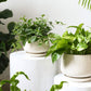 Ceramic Planter Set