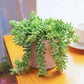 4" Trailing Succulents