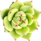 Sprout N Green Echeveria Minima, 1 Live Mini Succulent Plant Fully Rooted in 2 inch Starter Pot, Real House Plant for Indoor Outdoor Home Office Wedding Decoration Party Favor