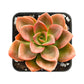 Lithops & Succulent Collection