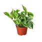 Pothos