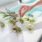 Air Plant Fertilizer