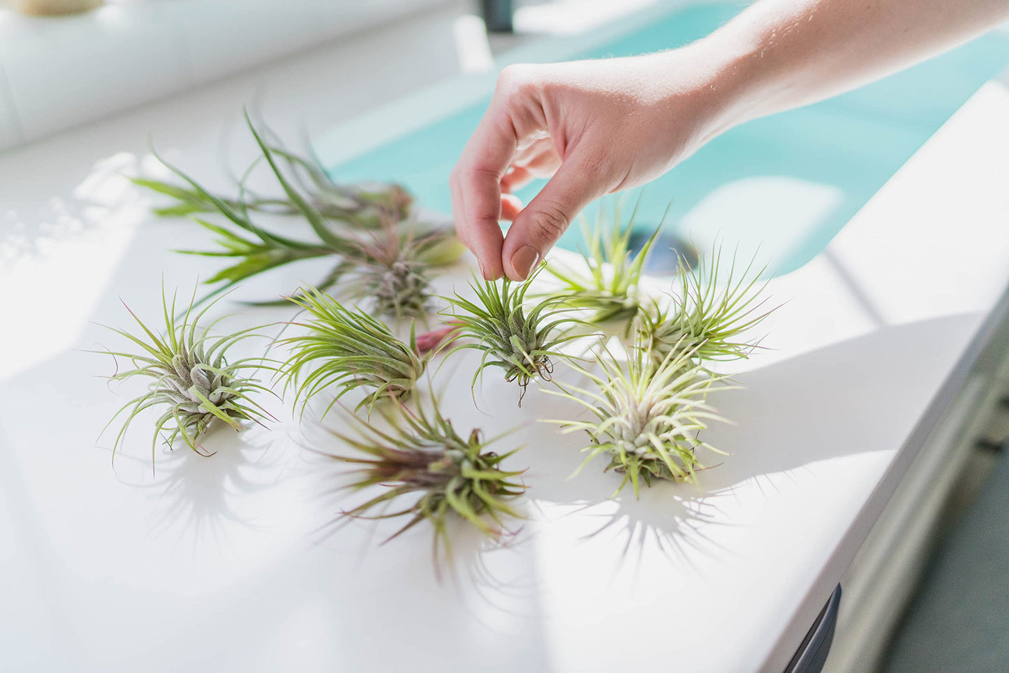Air Plant Fertilizer