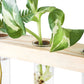 Wall Hanging Plant Propagation Station