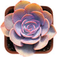 Sprout N Green Echeveria Minima, 1 Live Mini Succulent Plant Fully Rooted in 2 inch Starter Pot, Real House Plant for Indoor Outdoor Home Office Wedding Decoration Party Favor