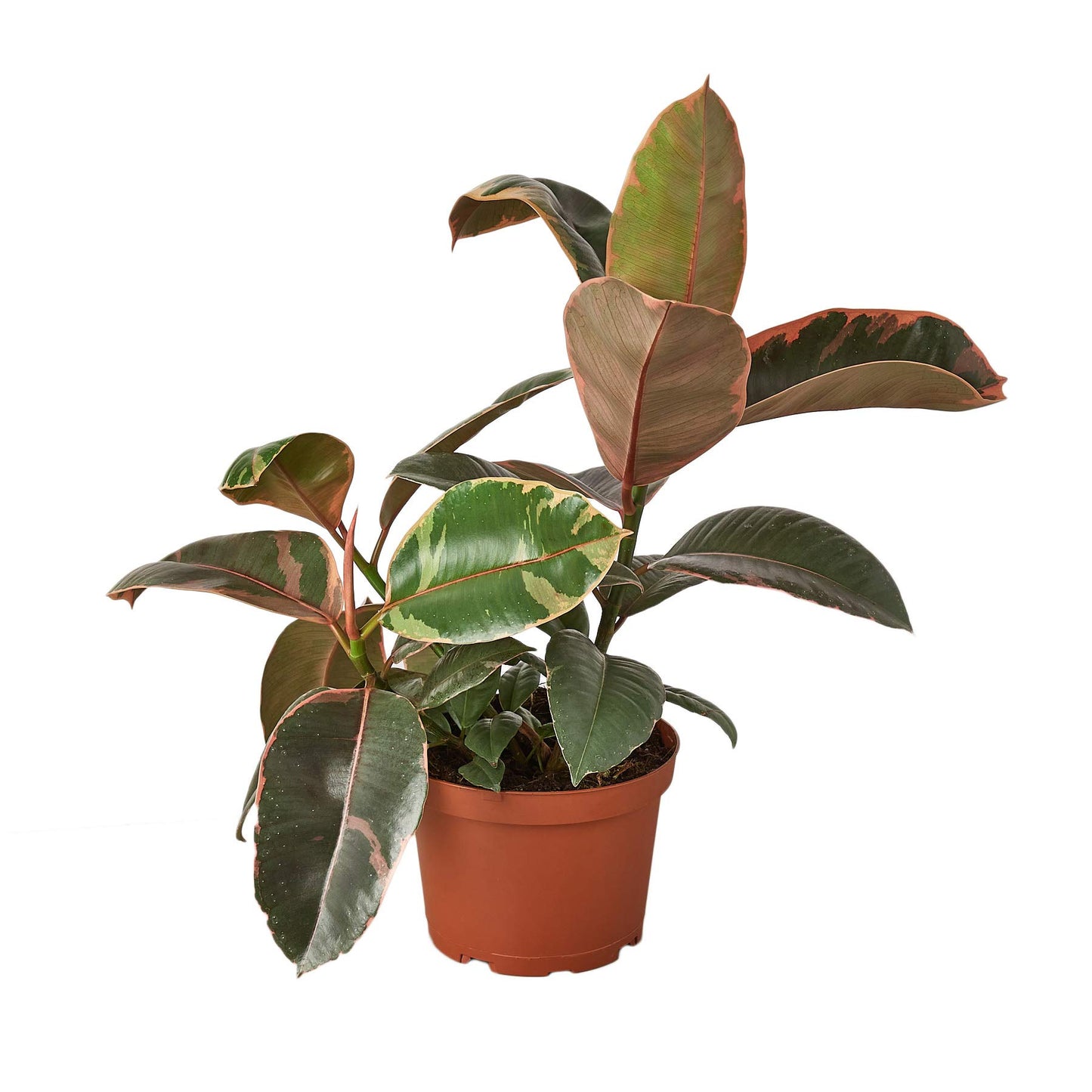 Ficus