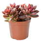 4" Trailing Succulents