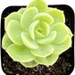 Sprout N Green Echeveria Minima, 1 Live Mini Succulent Plant Fully Rooted in 2 inch Starter Pot, Real House Plant for Indoor Outdoor Home Office Wedding Decoration Party Favor