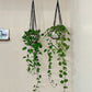 Mkono Macrame Plant Hanger Indoor Hanging Planter Basket with Wood Beads Decorative Flower Pot Holder No Tassels for Indoor Outdoor Boho Home Decor 35 Inch, Ivory, Set of 1 (POTS NOT Included)