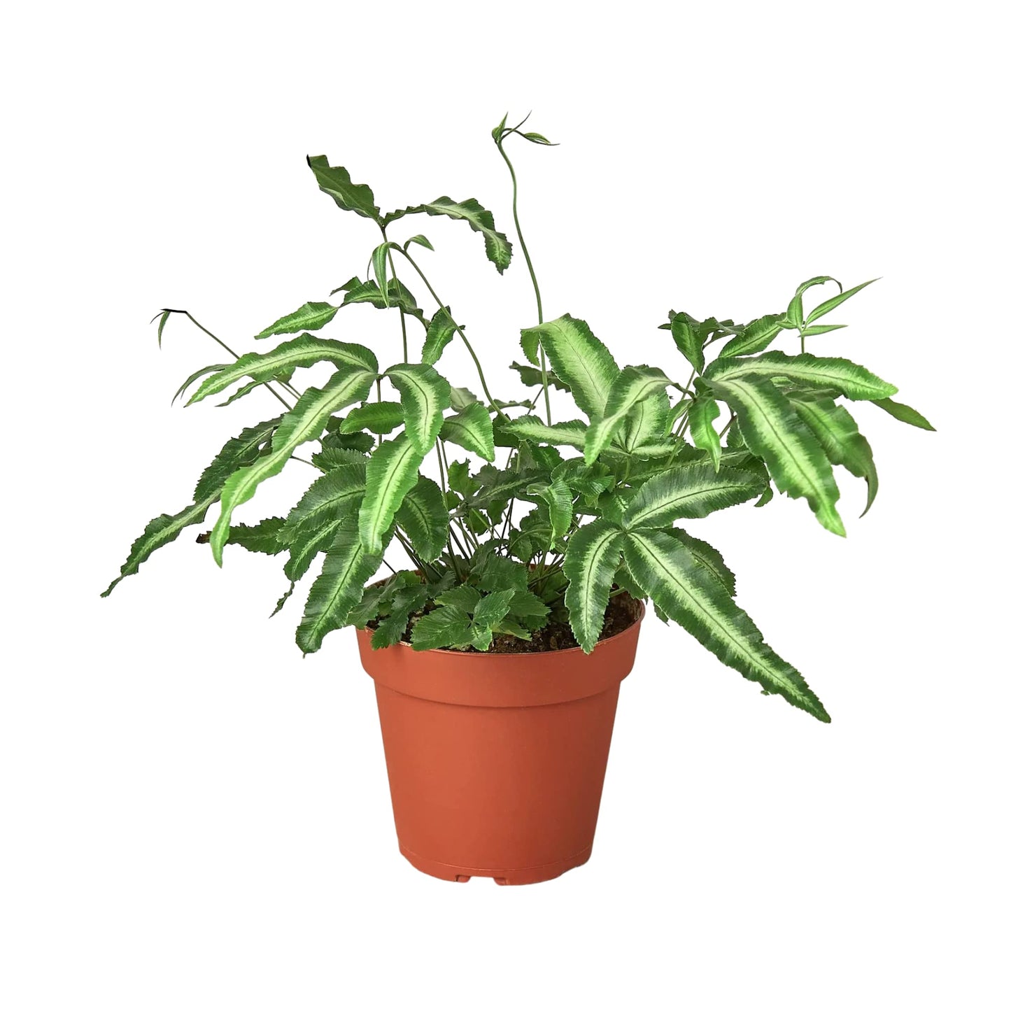 Ferns