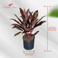 Cordyline Auntie Lou – Tropical Burgundy Foliage in 10-Inch Grower Pot for Indoor & Outdoor Use