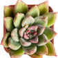 Sprout N Green Echeveria Minima, 1 Live Mini Succulent Plant Fully Rooted in 2 inch Starter Pot, Real House Plant for Indoor Outdoor Home Office Wedding Decoration Party Favor