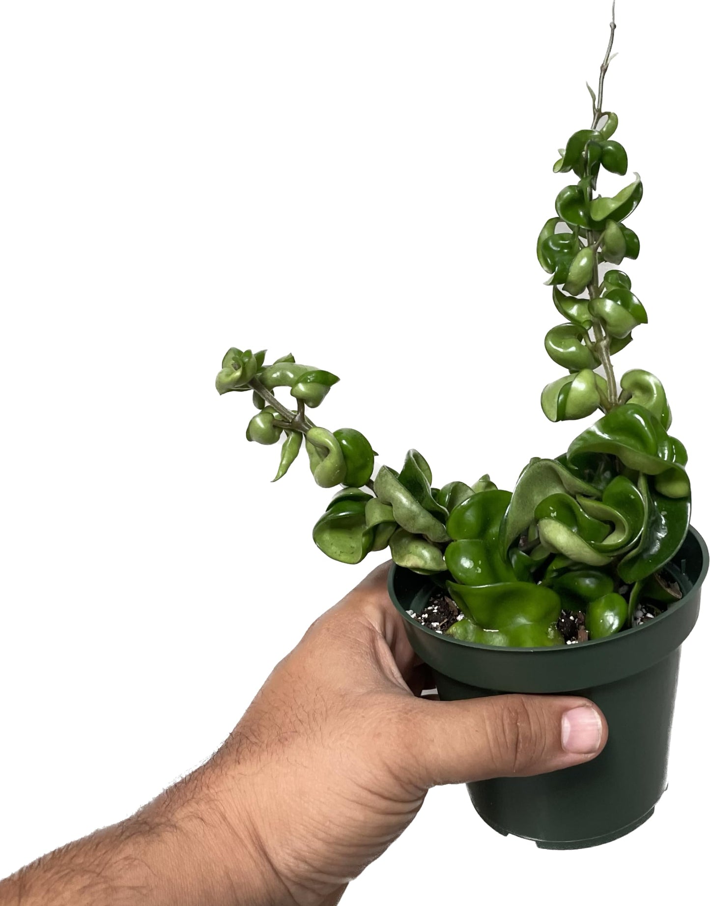 6" Hoya Compacta aka Hindu Rope