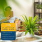 Bird's Nest Fern in Planter
