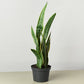 Snake Plants