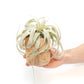 Driftwood Containers with Small Xerographica Air Plant