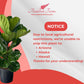 Ficus Lyrata Live Plant Indoor/Outdoor in 10 in Grower Pot, Green