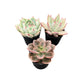 Lithops & Succulent Collection