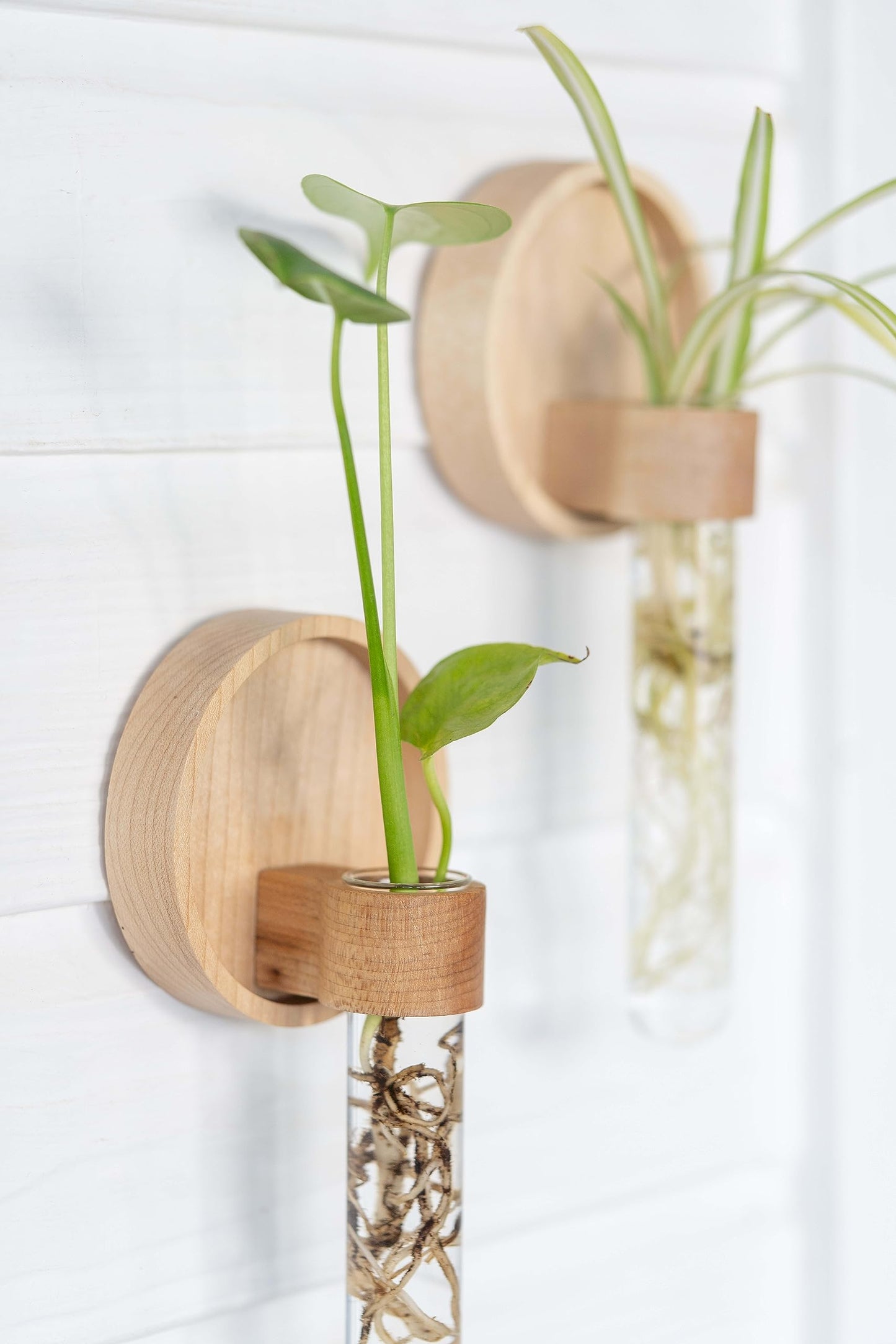 Maple Wood Propagation Wall Vases