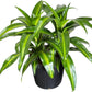 Dracaena Hawaiian Sunshine Live Plant, Indoor/Outdoor, 10-inch Grower Pot