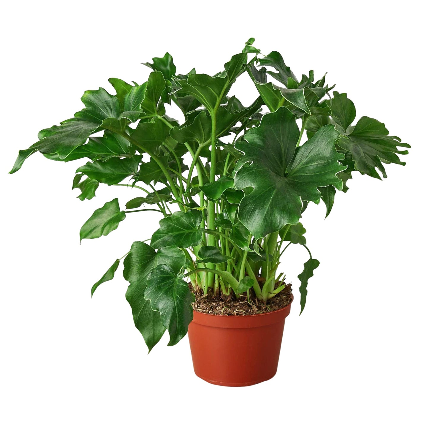 Philodendrons