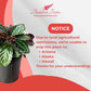 Calathea Medallion Live Plant Indoor/Outdoor in 10 in Grower Pot, Green, Rose