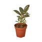 Ficus