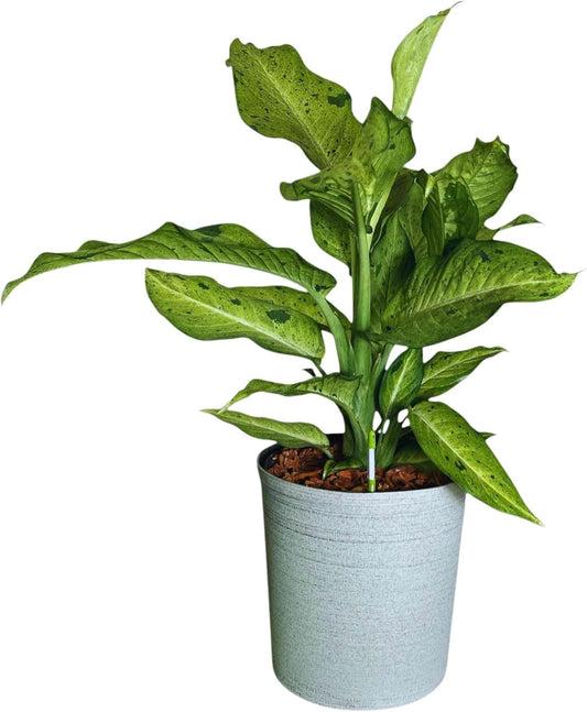 Dieffenbachia Camouflage Live Indoor/Outdoor Plant, 10 in Grower Pot