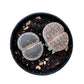 Lithops & Succulent Collection