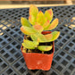 Lithops & Succulent Collection