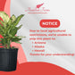 Dieffenbachia Sublime Live Plant – Indoor/Outdoor, 10-inch Grower Pot