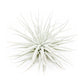 Jumbo Tectorum Ecuador Air Plant