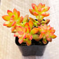 Lithops & Succulent Collection