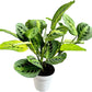 Lemon Lime Prayer Plant Maranta