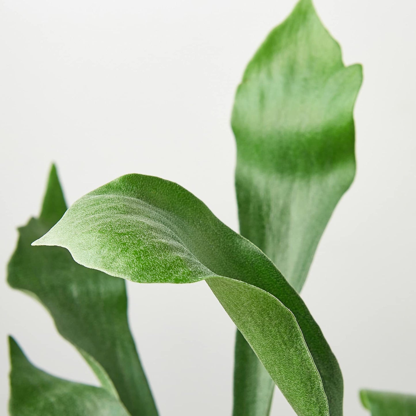 Ferns