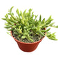 4" Trailing Succulents
