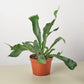 Ferns