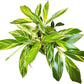 Alpina Varigated Ginger Live Plant, Indoor/Outdoor, 10-inch Grower Pot