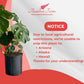 Philodendron Monstera Live Plant Indoor/Outdoor in 10 in Grower Pot