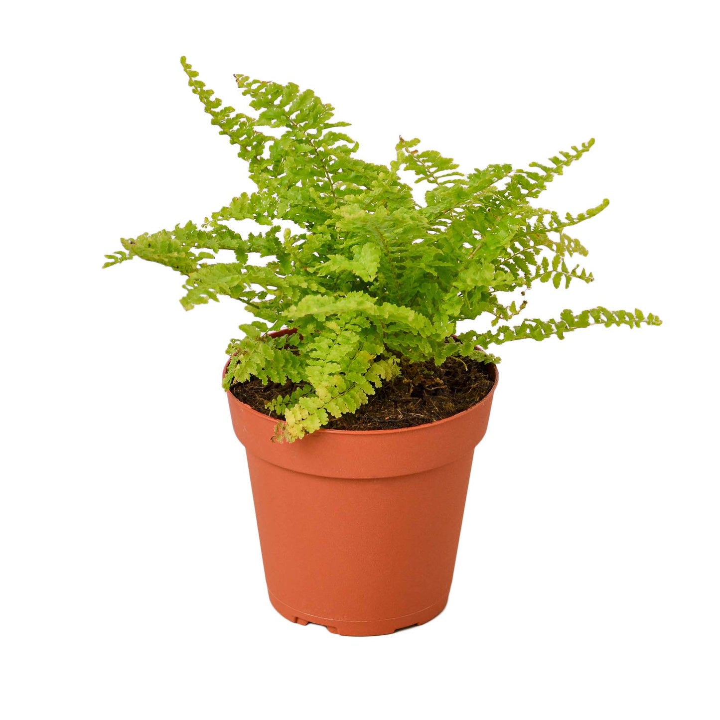 Ferns