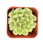 Sprout N Green Echeveria Minima, 1 Live Mini Succulent Plant Fully Rooted in 2 inch Starter Pot, Real House Plant for Indoor Outdoor Home Office Wedding Decoration Party Favor