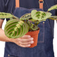 Maranta