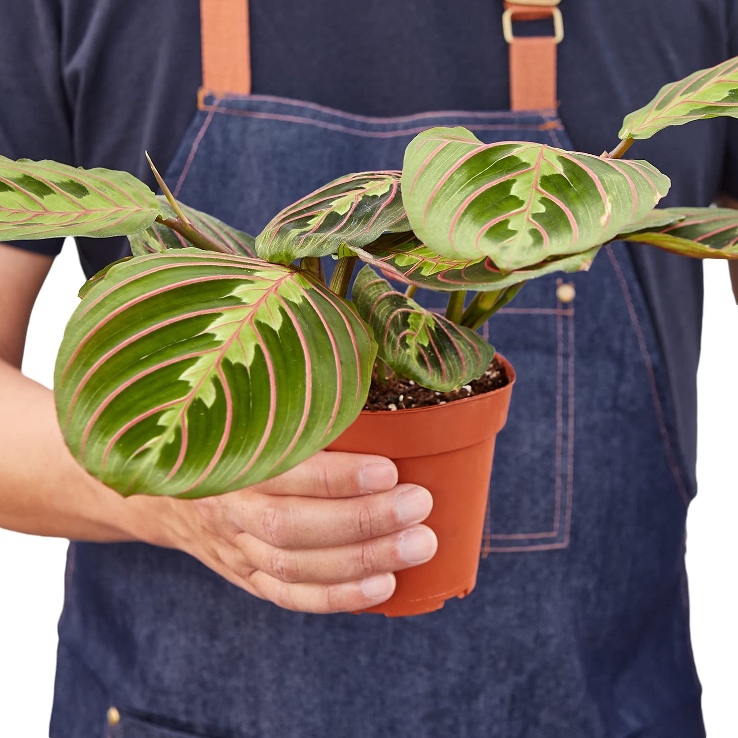 Maranta