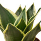 Snake Plants