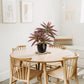 Dracaena Artificial Houseplant