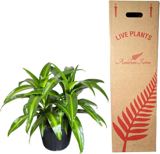 Dracaena Hawaiian Sunshine Live Plant, Indoor/Outdoor, 10-inch Grower Pot