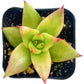Sprout N Green Echeveria Minima, 1 Live Mini Succulent Plant Fully Rooted in 2 inch Starter Pot, Real House Plant for Indoor Outdoor Home Office Wedding Decoration Party Favor