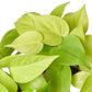 Pothos