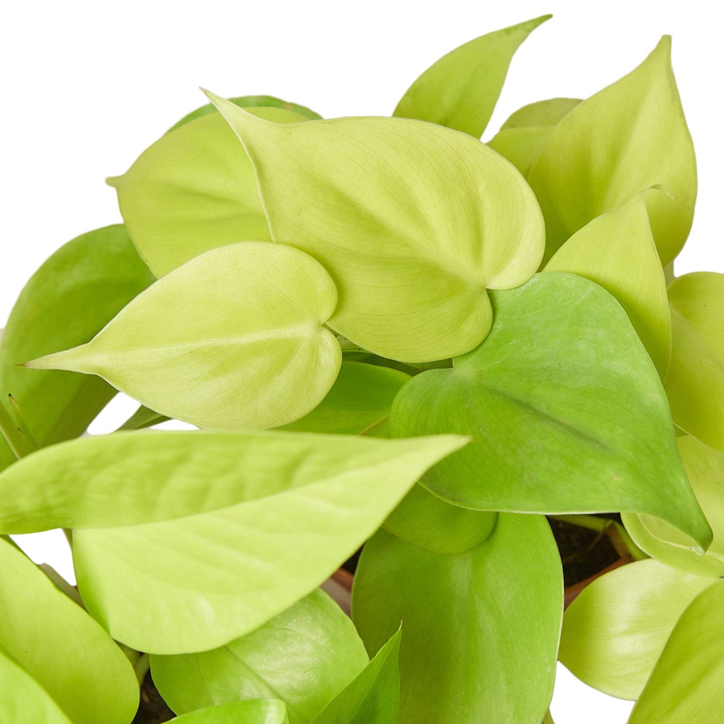 Pothos